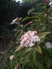 Viburnum tinus