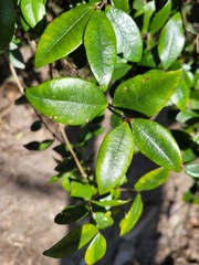 Alyxia taiwanensis