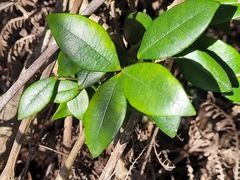 Alyxia taiwanensis