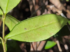 Alyxia taiwanensis
