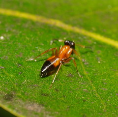 Opisthopsis rufithorax