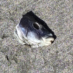 Latridopsis ciliaris