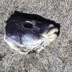 Latridopsis ciliaris