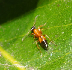 Opisthopsis rufithorax