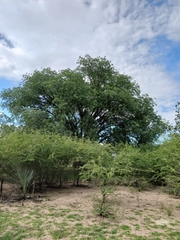 Sclerocarya birrea