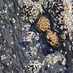 Cellana ornata
