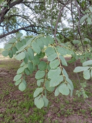 Sclerocarya birrea