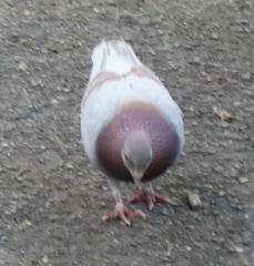Columba livia domestica