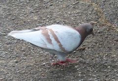Columba livia domestica