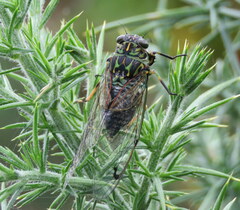 Amphipsalta zelandica