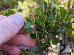Arctostaphylos sensitiva