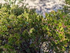 Arctostaphylos sensitiva