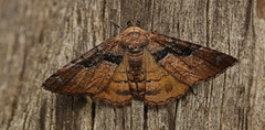 Aporoctena