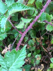 Rubus leucostachys