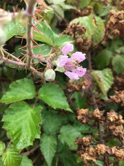 Rubus leucostachys