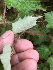 Rubus leucostachys