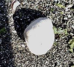 Macoma inquinata