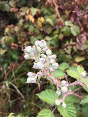 Rubus leucostachys