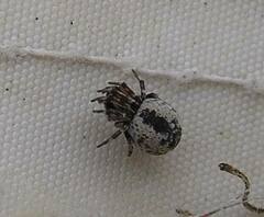 Dictyna coloradensis