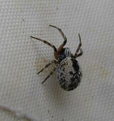 Dictyna coloradensis