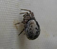 Dictyna coloradensis