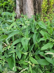 Symphytum officinale