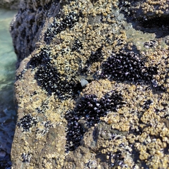 Xenostrobus neozelanicus
