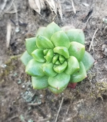 Dudleya caespitosa