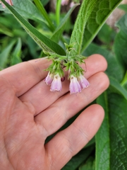 Symphytum officinale