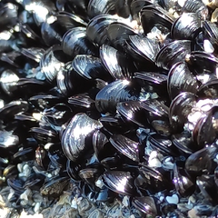 Xenostrobus neozelanicus