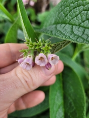 Symphytum officinale