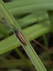 Eurispa vittata
