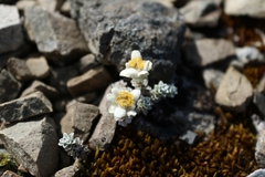 Leucogenes grandiceps