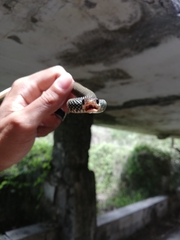 Drymobius margaritiferus