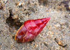 Phasianotrochus eximius