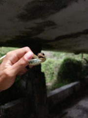 Drymobius margaritiferus