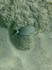 Acanthurus xanthopterus