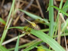 Neurothemis stigmatizans