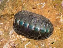 Ischnochiton australis