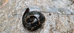 Victaphanta compacta