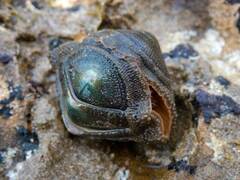 Ischnochiton australis