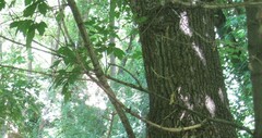 Acer negundo