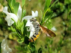Radumeris tasmaniensis