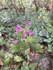 Stachys chamissonis