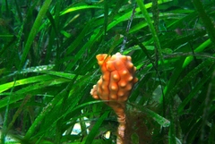 Pyura gibbosa