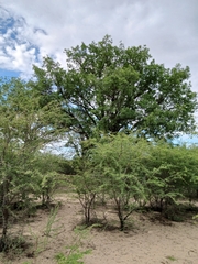 Sclerocarya birrea
