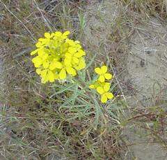 Erysimum asperum