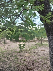 Sclerocarya birrea