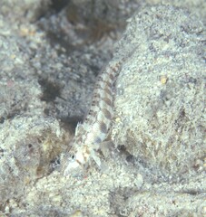 Parapercis australis