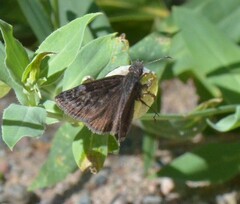 Erynnis lucilius